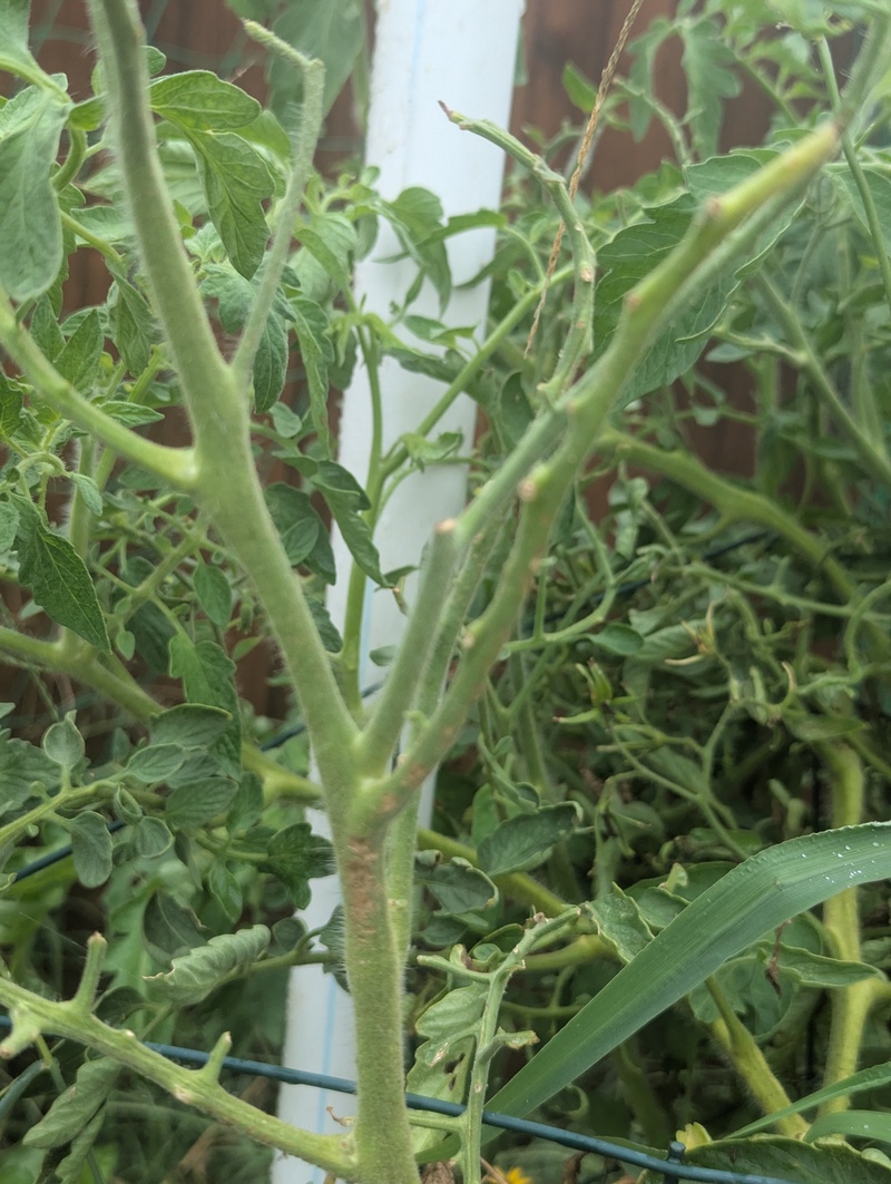 The tomato plants look chomped.