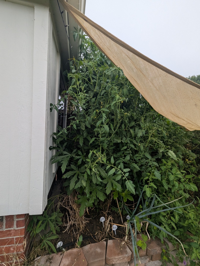 These tomato plants are filling in all the space.