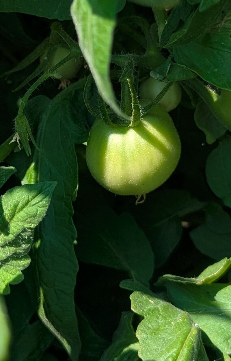 There are a few green tomatoes appearing again on the tomato plants.