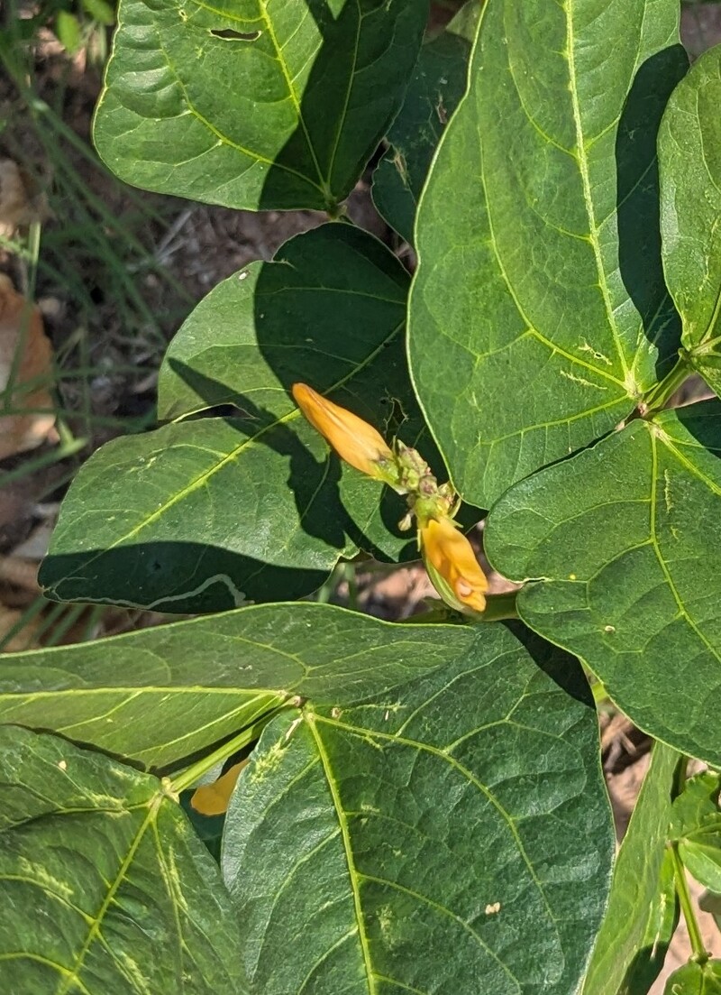 A second crop of black eye peas are being produced.