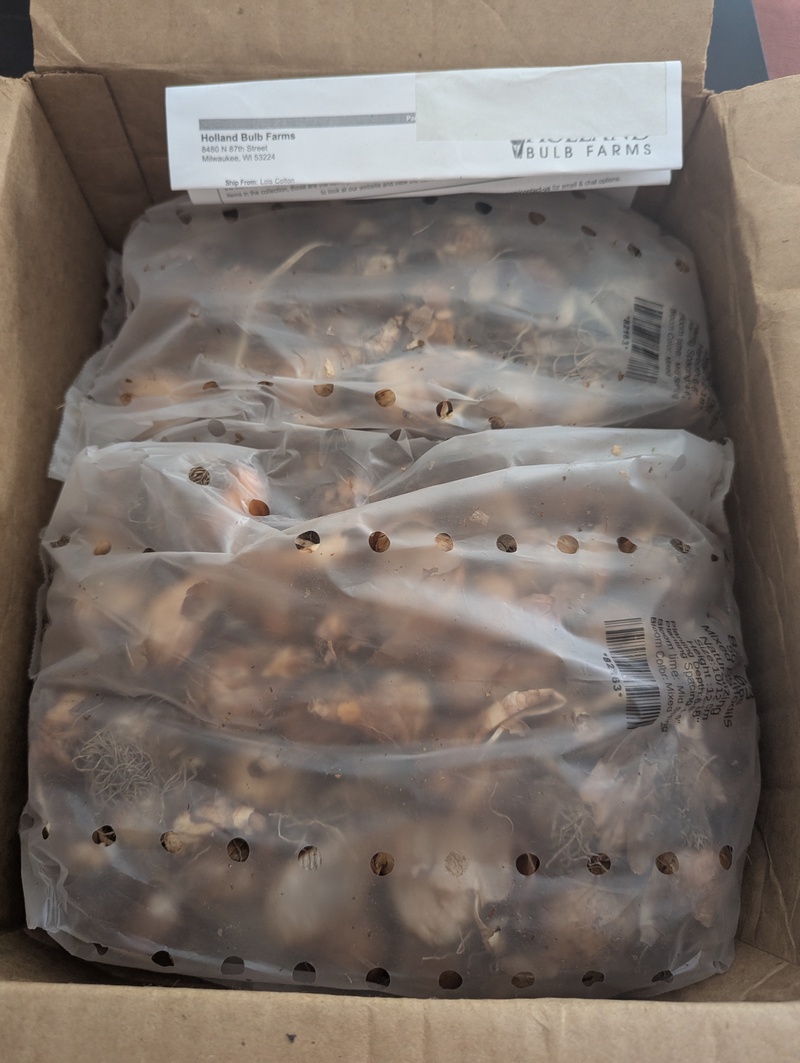 The first order of many boxes of bulbs for fall planting arrived. It is still too warm to plant, but I will plant them soon. This box has 200 daffodils.