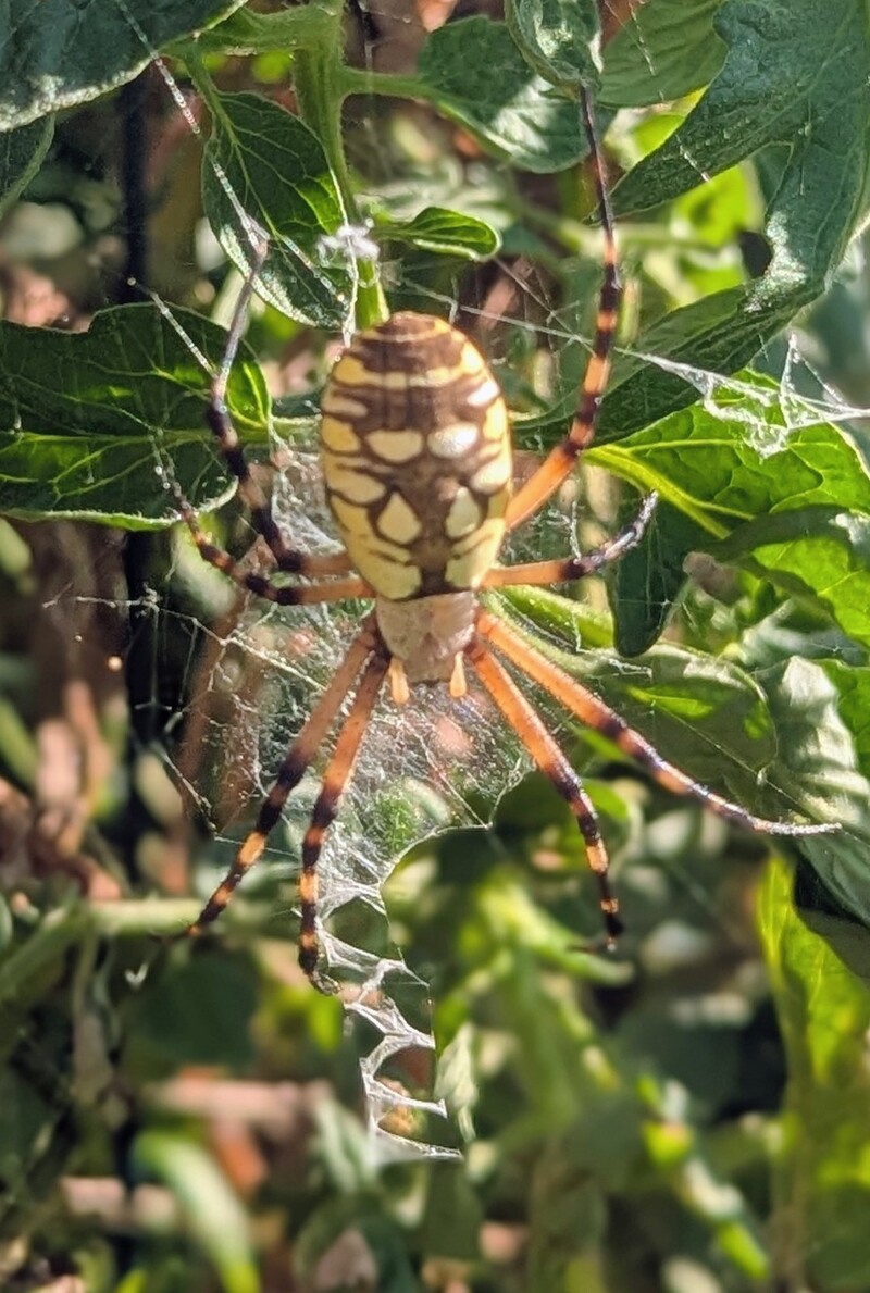 Charlotte the Banded Orb Weaver Garden Spider, zig zag spider.....