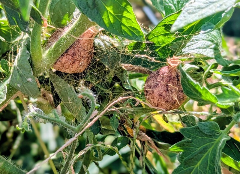 Two spider sacs