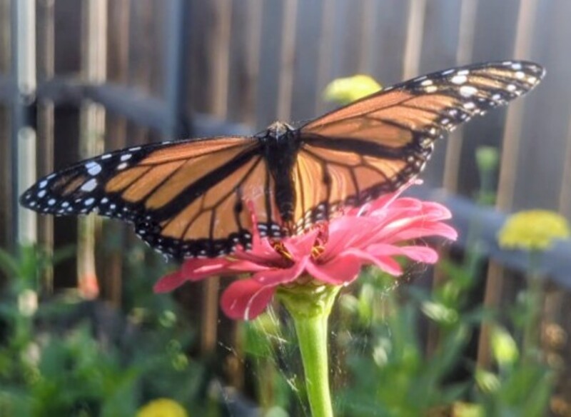 Monarch butterfly. First that Lois has seen in Texas.