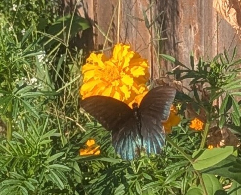Possible female Pipevine or Black Swallowtail Butterfly.