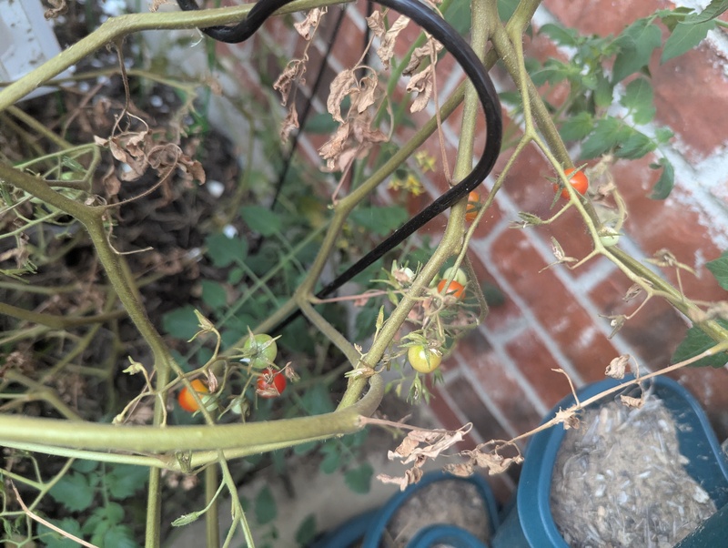 The tomato plants have started putting out tomatoes again. Some plants are kind of lame though.
