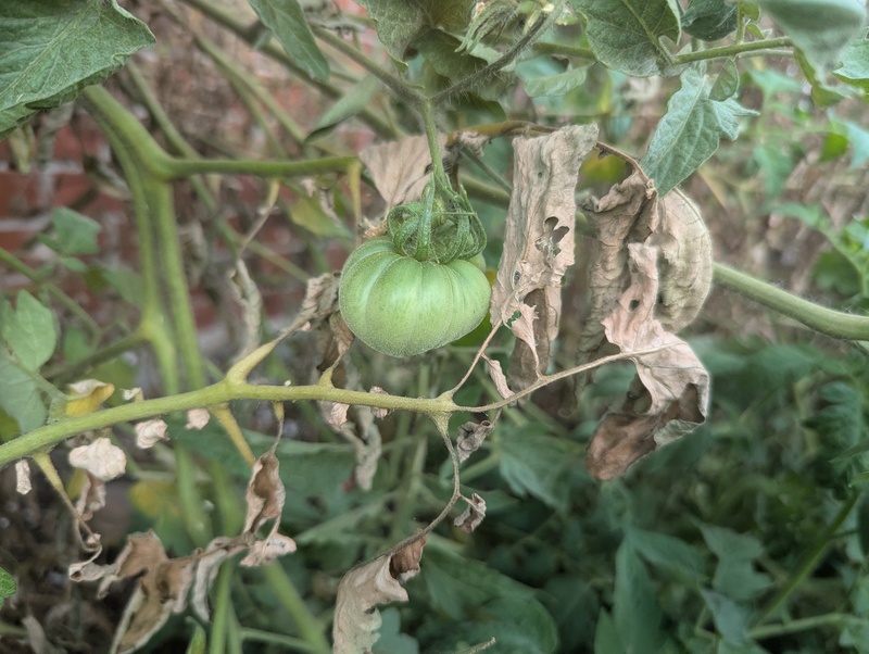 This is a lame plant that is putting out it's first tomato.