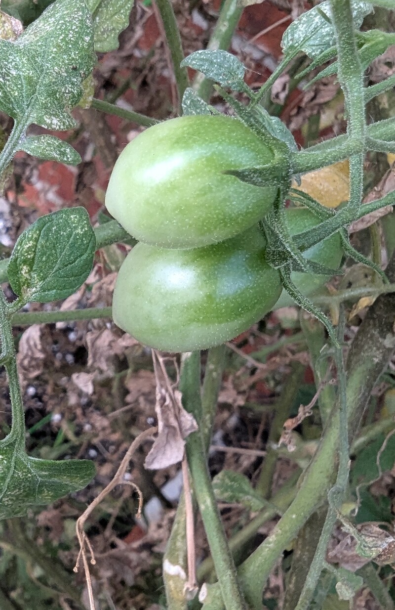 This is a lame plant that is putting out it's first tomatoes.
