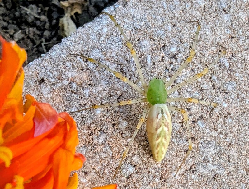 Another orb spider. This one is very pale.