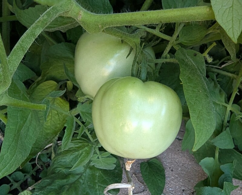 These are big tomatoes from my good plant.