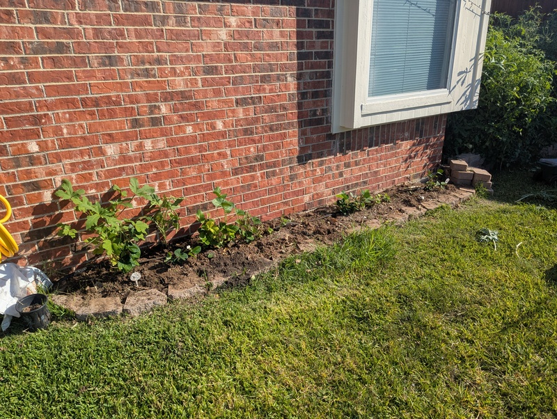 One transplanted okra plant and my black eye peas on their second round.