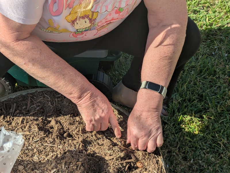 Lois planting bulbs