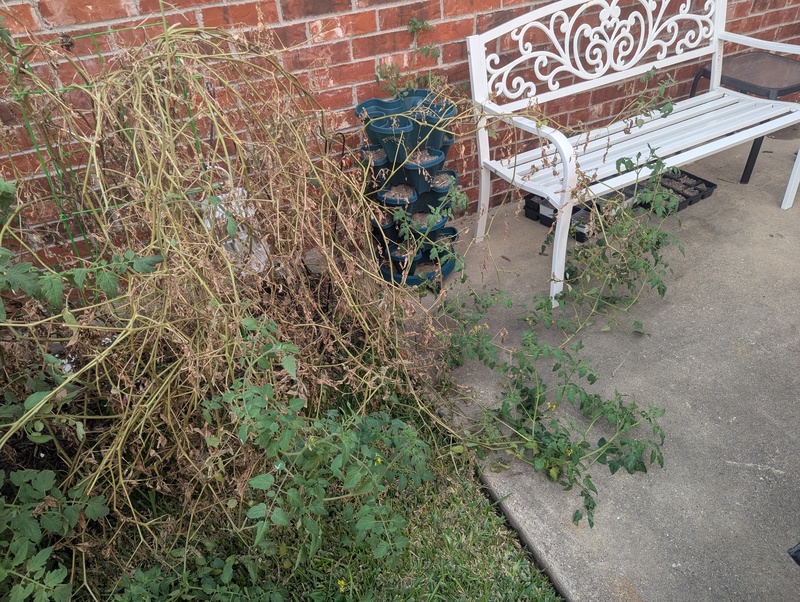 Tomato plant out of control