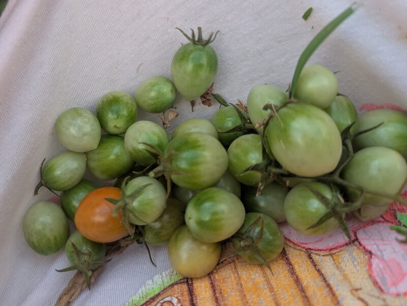 Cherry tomatoes from the plant I ripped out.