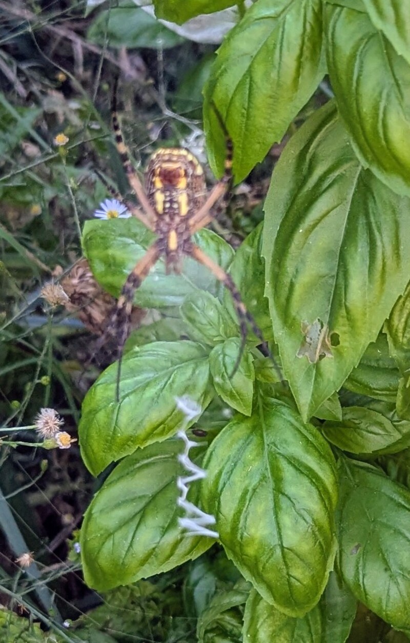 I did find Charlotte when I went to harvest basil. She had moved about two feet.