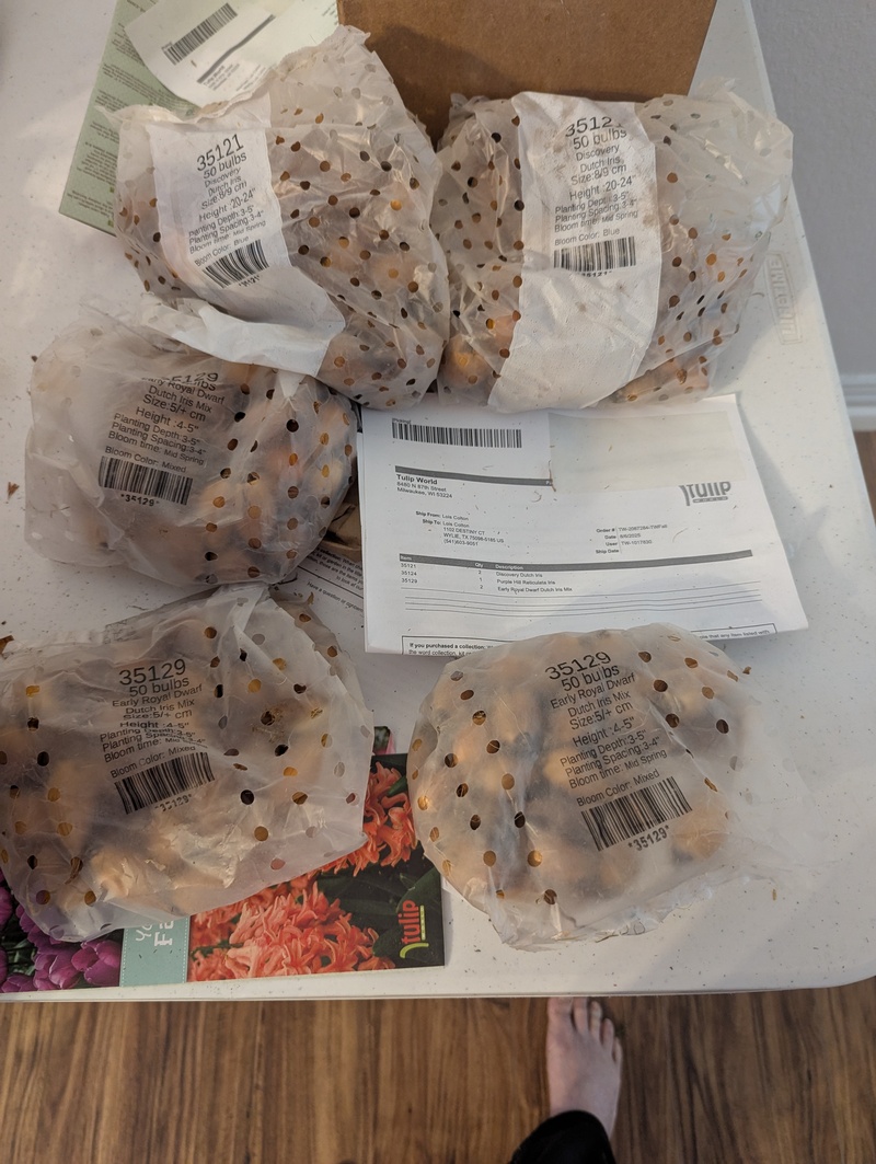 The last box of bulbs came with another 250 Dutch iris bulbs.
