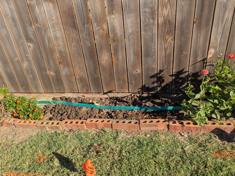 Lois started planting Dutch iris and daffodils along the alley.