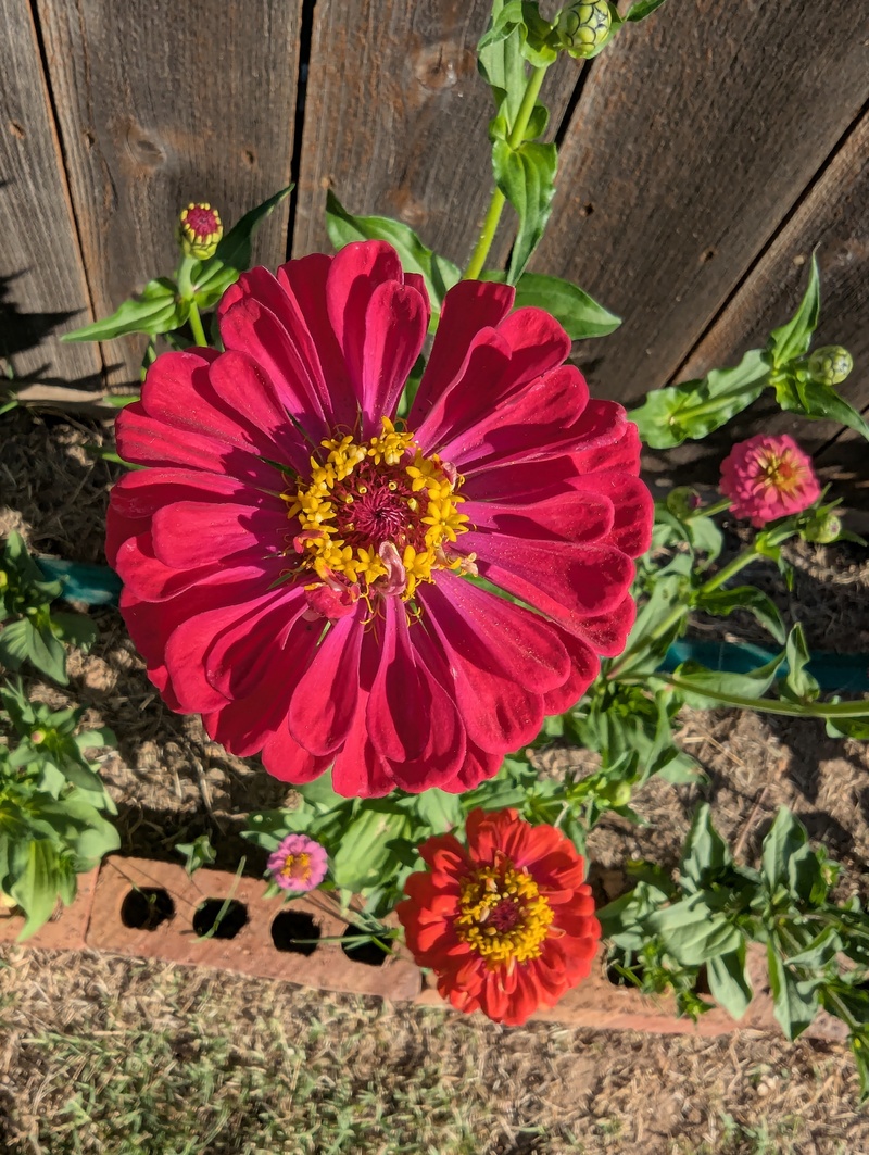 Zinnia along the back alley that just bloomed.