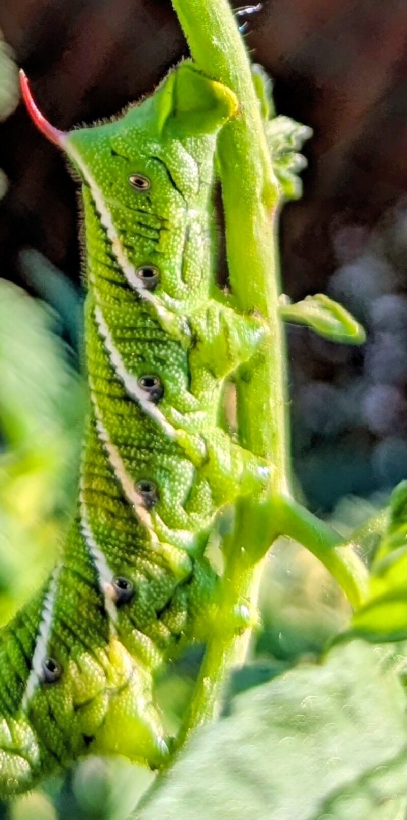 Hiding in the tomato plant. I didn't see these other places I have lived.