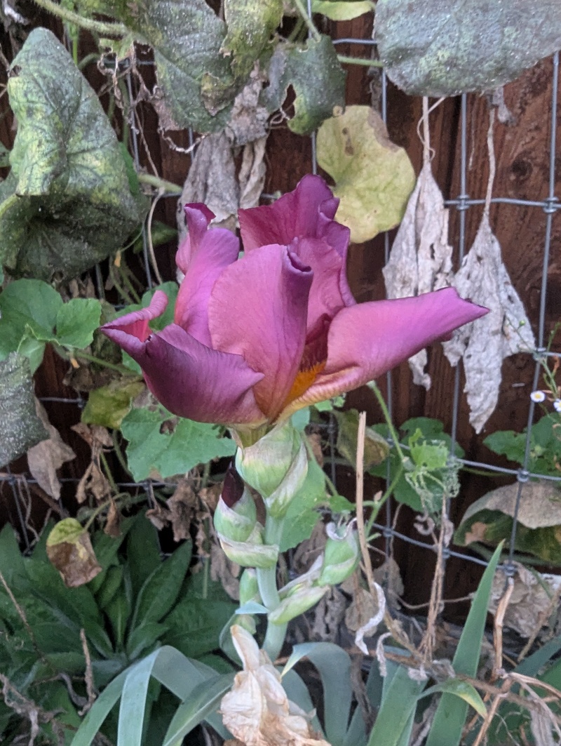 Reblooming iris for the third time this year.