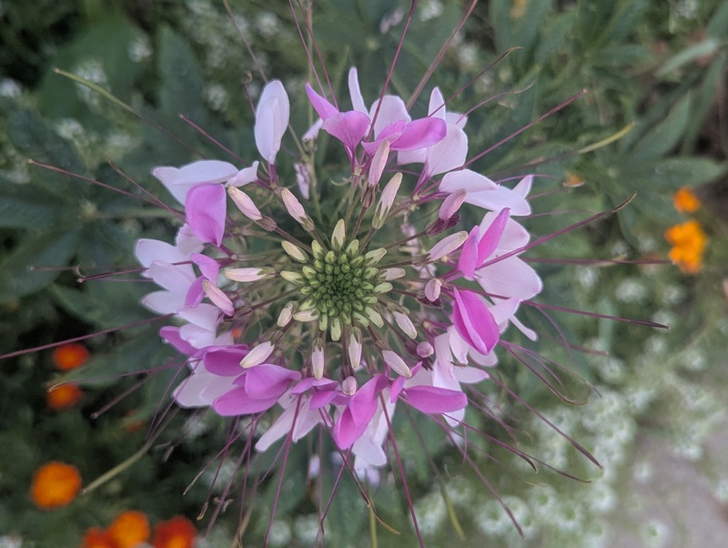Cleome