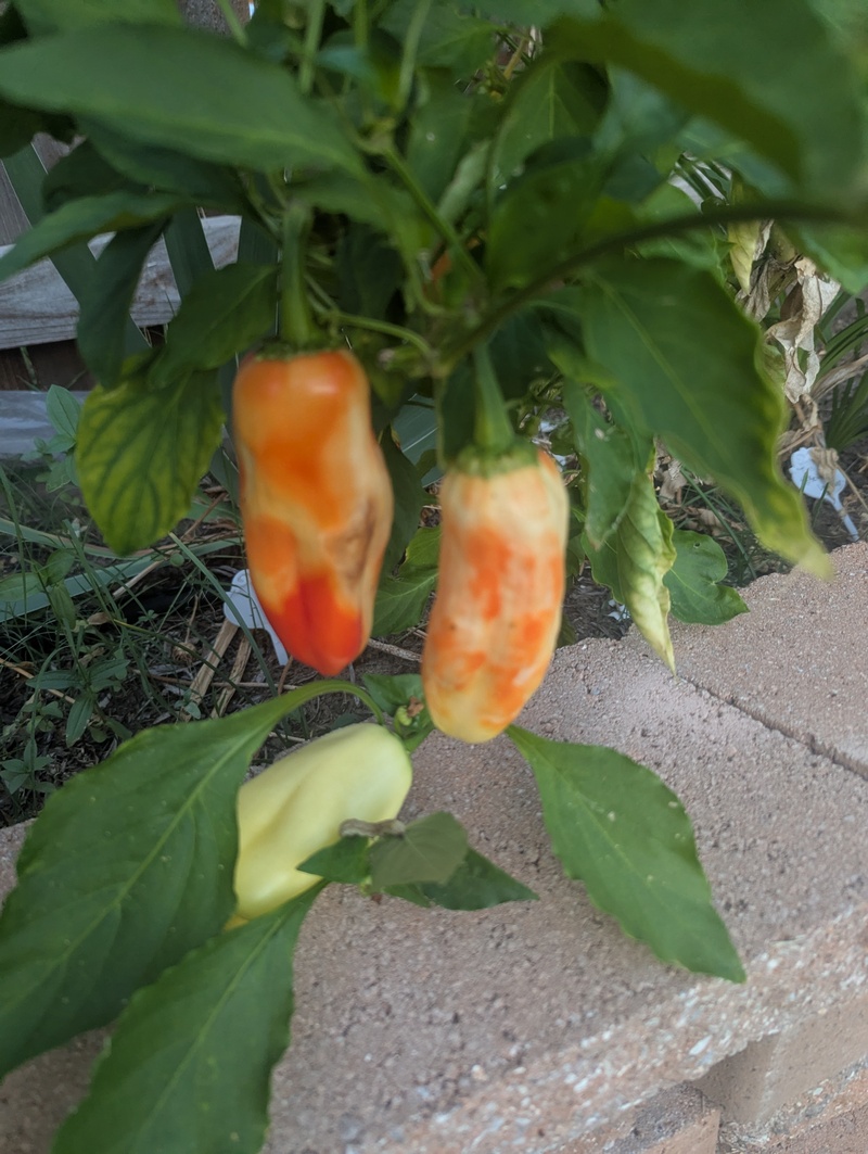 Looks like ice cream orange sherbet peppers.