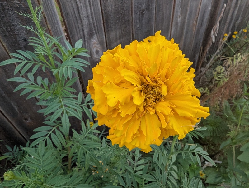 Marigold