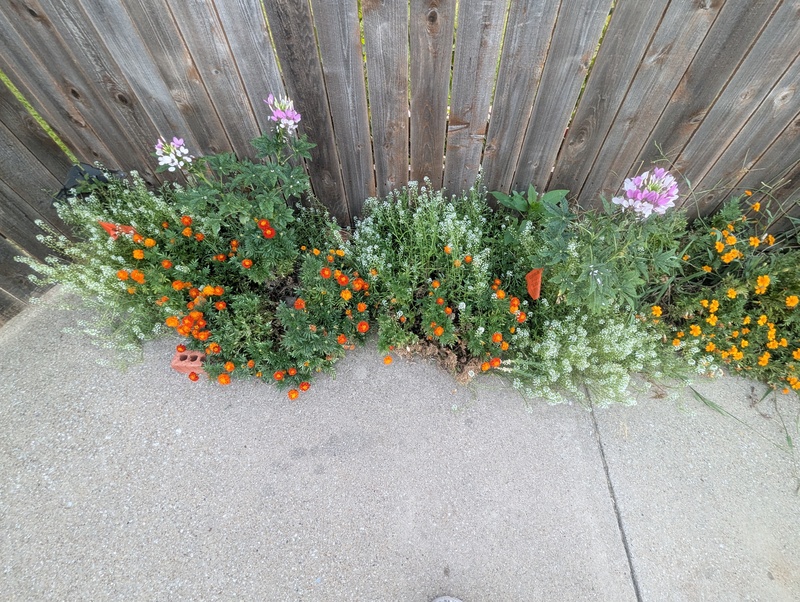 Marigold and cleomes.