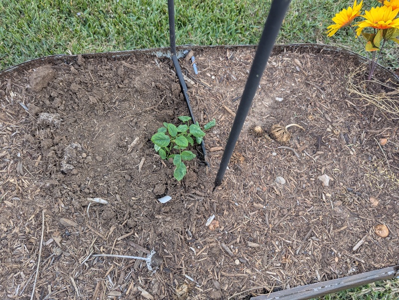 They also planted a climbing Joseph's Coat Rose