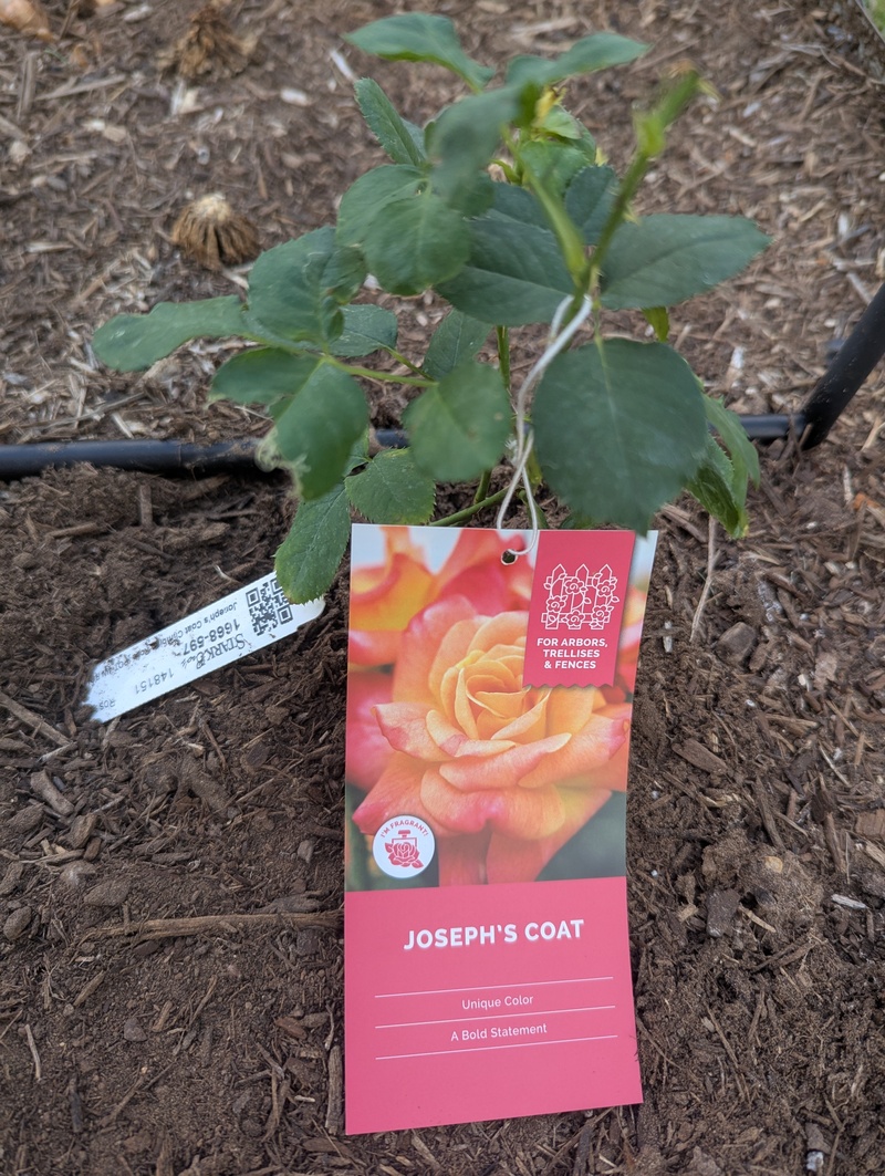 They also planted a climbing Joseph's Coat Rose