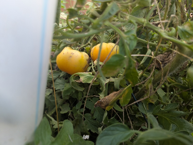 Orange tomatoes ripening