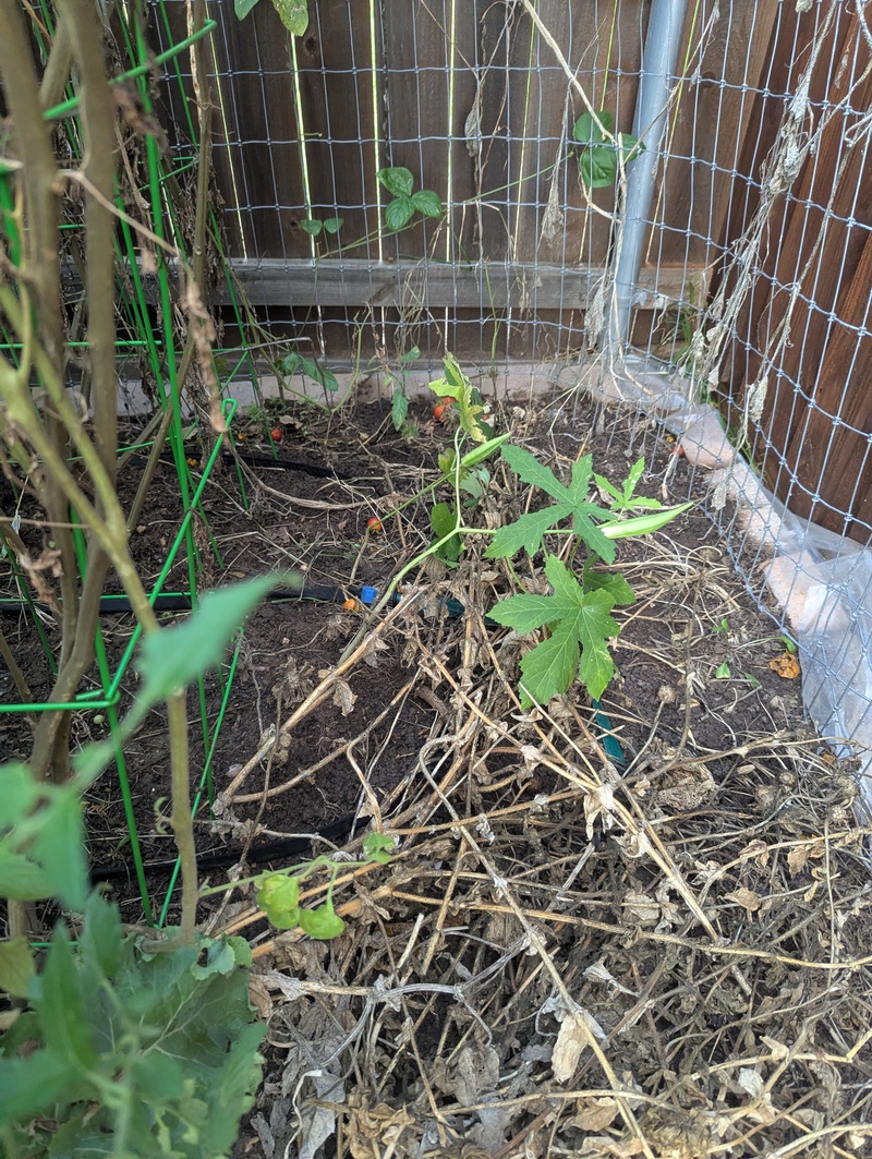 How did an okra get away over here?