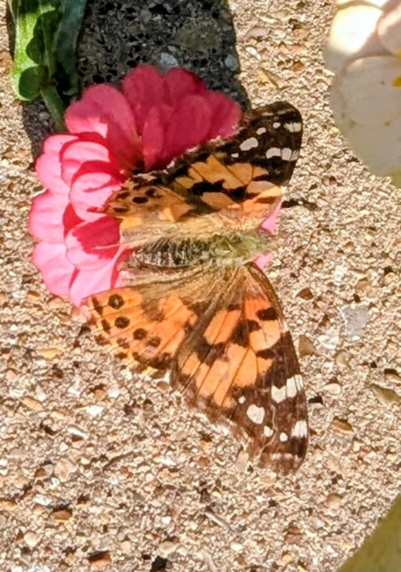 Butterflies in the alley.