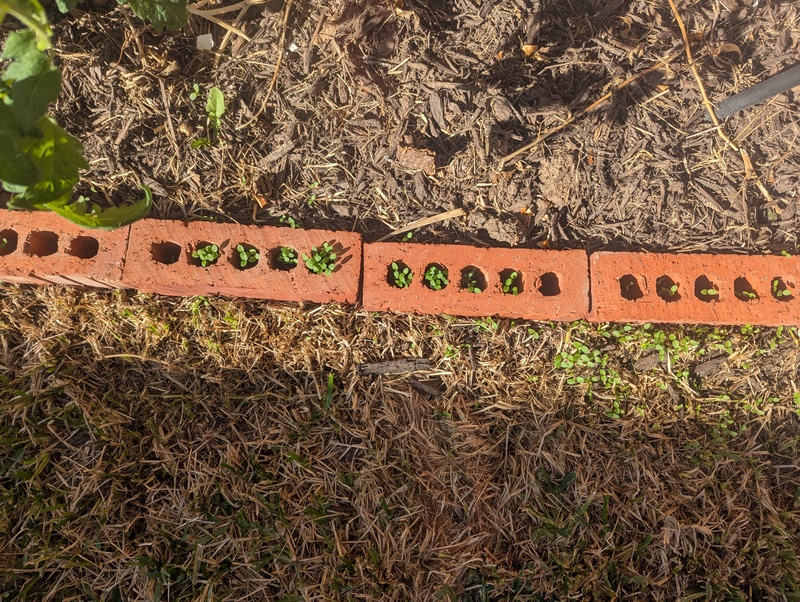 What little seedlings are coming up in the brick holes.
