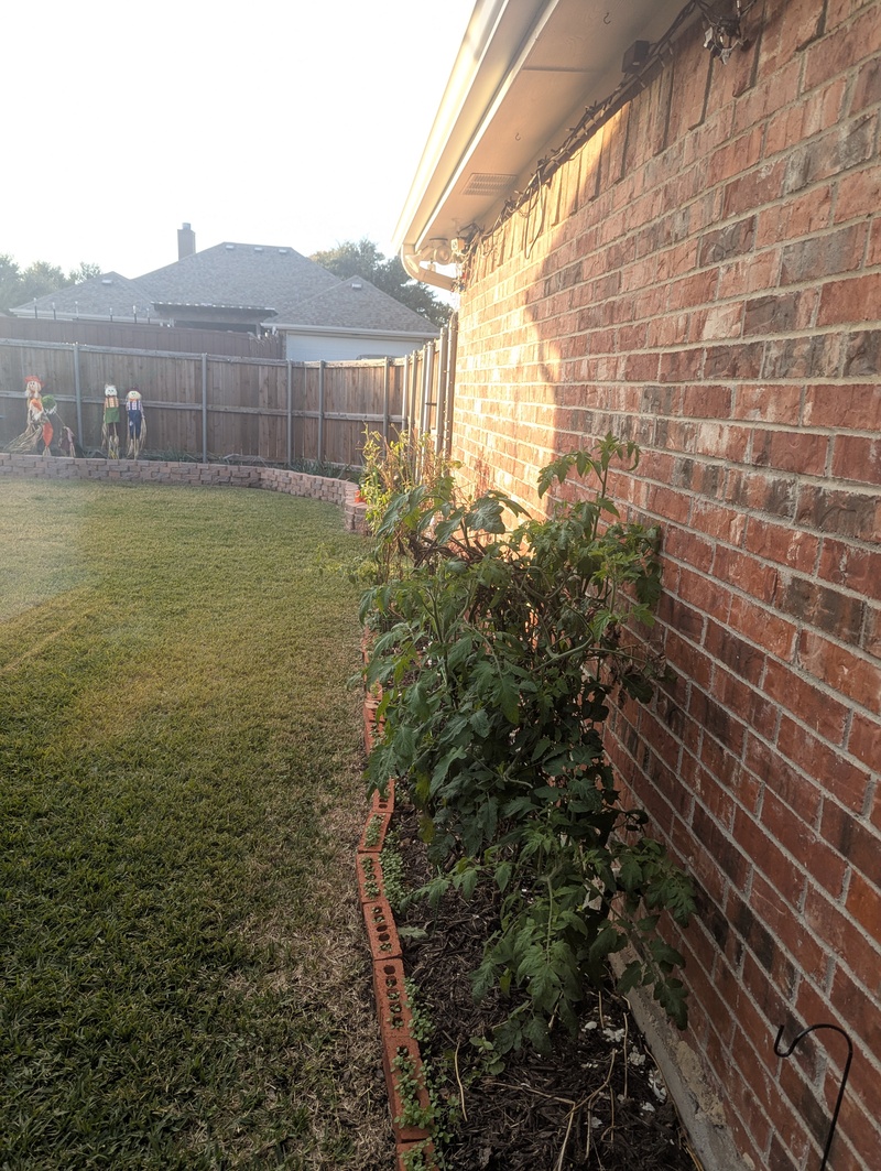 This tomato plant I covered with a plastic garbage bag.