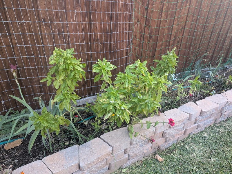 Basil that I covered with a box