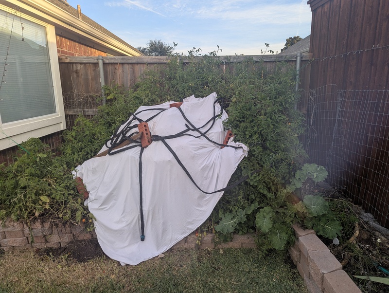 The tomato plant survived half the weekend.