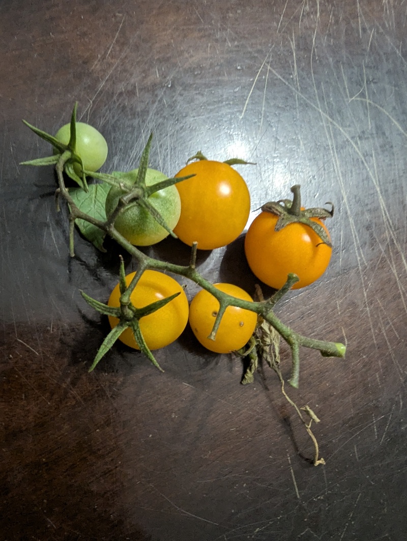 I ate these Sungold tomatoes.
