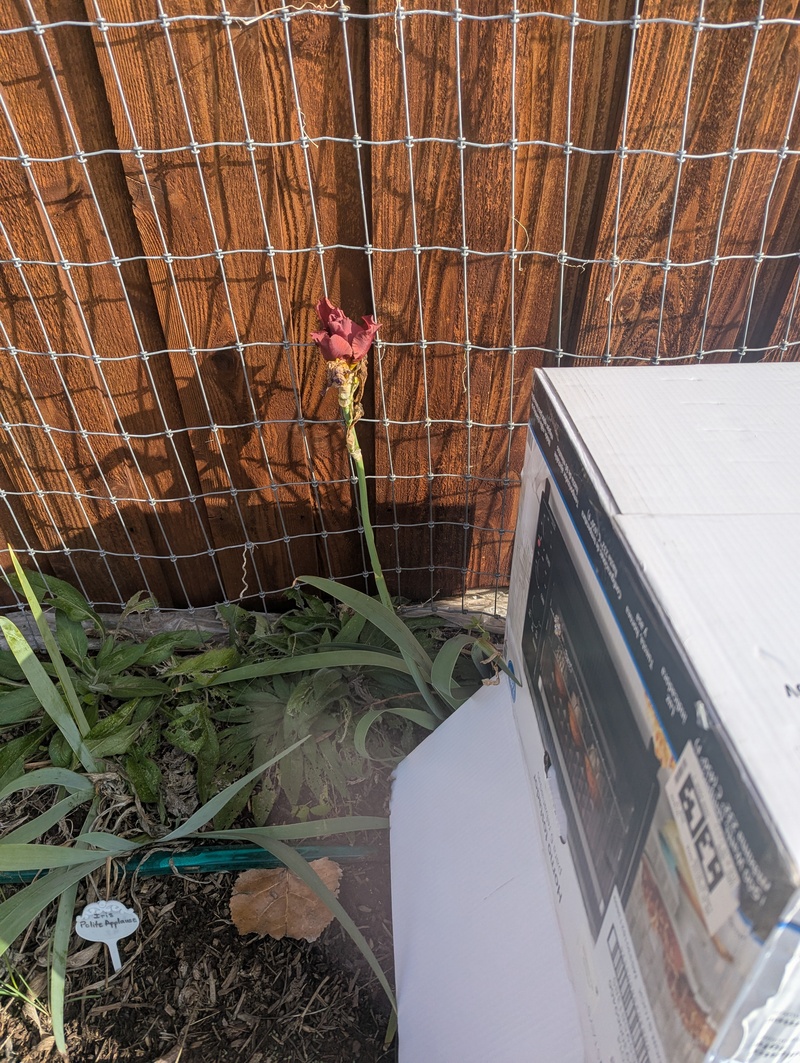 The iris is still reblooming the day before a freeze. Nov 30 2025.