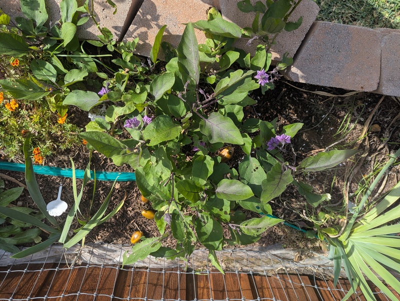 Eggplant. I picked one.