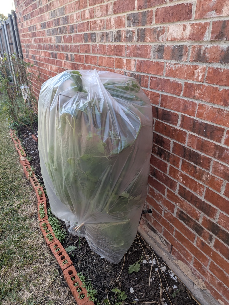 The tomato plant I covered