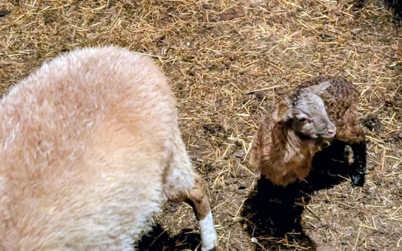 Rosewold got a new little girl this week. I would name her Nutella, but it's not my lamb.