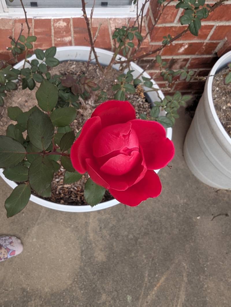 Here is a rose that bloomed after the last freeze. Texas gardens are funny.