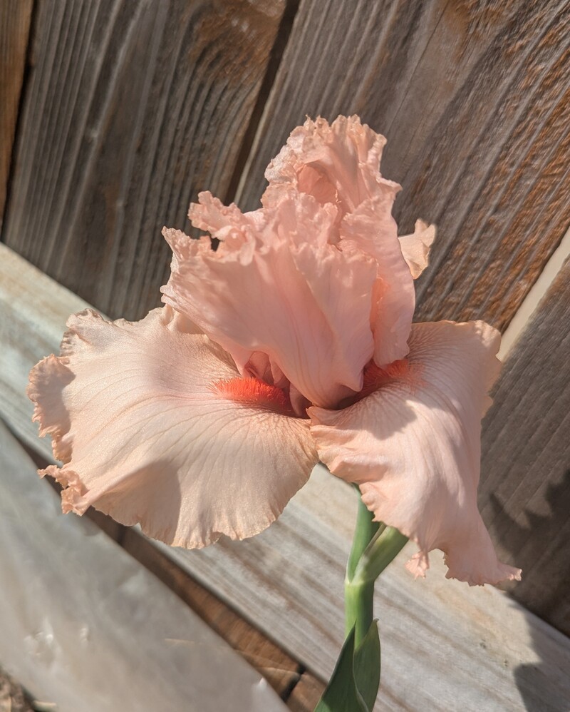 An iris bloomed. Probably a reblooming Beverly Sills.