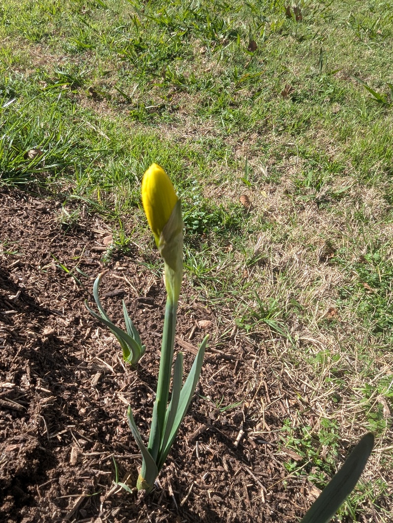Daffodil getting ready to bloom.