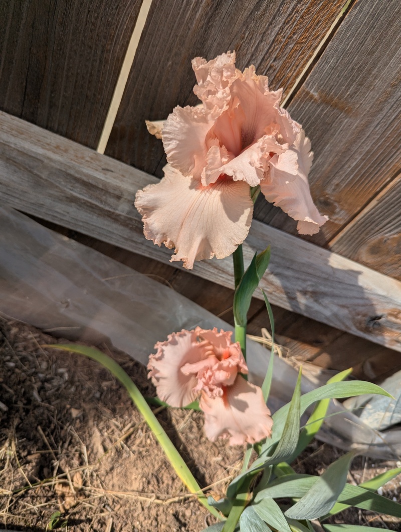 Iris rebloomer putting out more flowers.