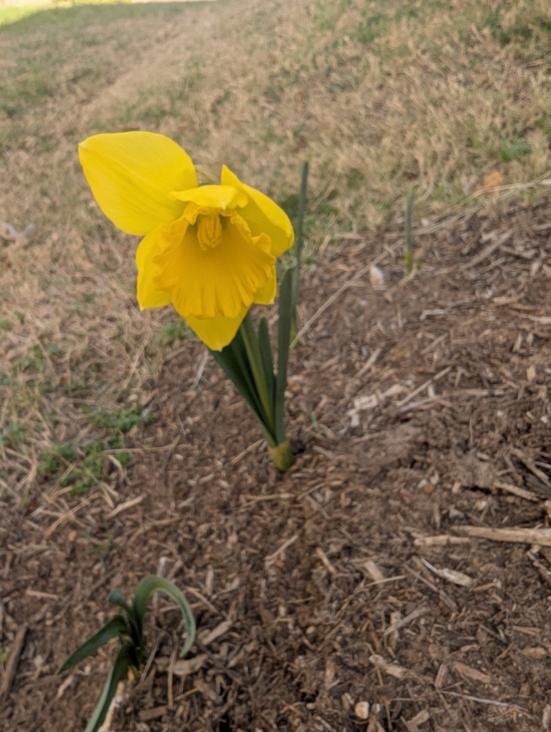 Daffodil opening.