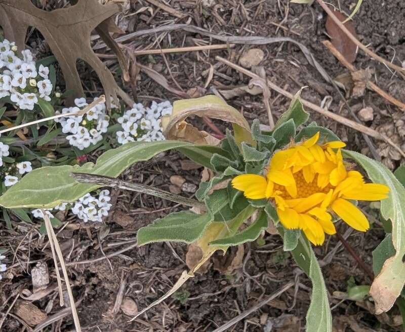 Alyssum and Calendula.