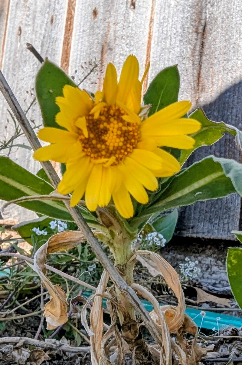 probably frozen and dead now. 🤣