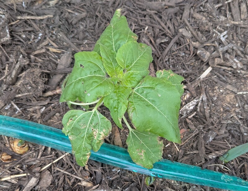 Before the winter storm